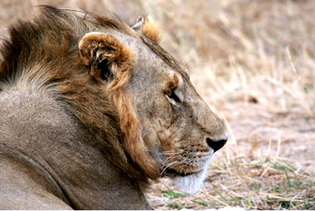 7 Days Tsavo East, Tsavo West, Amboseli, Lake Nakuru and Masai Mara Safari